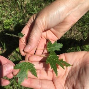 Meet your Posher, Johnny